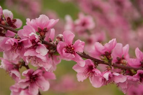 桃花樹結果|桃花盛開！桃子幾月開花？桃樹栽培重要指南 